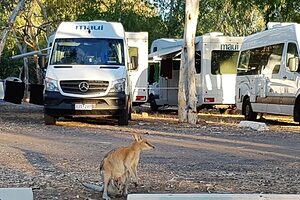 Katherine Gorge Camp Wallaby and joey