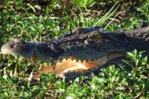 Crocodile Yellow Waters