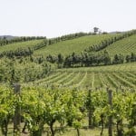 Visiting Tasmanian Vineyards in your campervan