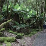 Beautiful walks in Tasmania