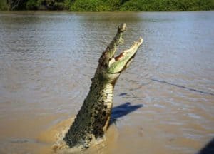 jumpic_croc_tour_jumping_croc