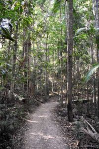 Kondalilla National Park Walking Track