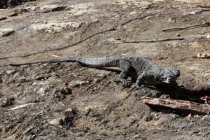 Kondalilla National Park resident Goanna