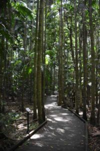 Mary Cairncross boardwalk suitable for wheelchairs and prams