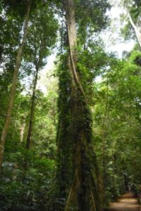 Mary Cairncross rainforest trees flora and fauna