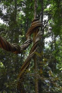 Mary Cairncross trees with amazing vines and roots