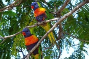 Rainbow Lorikeets Barcaldine