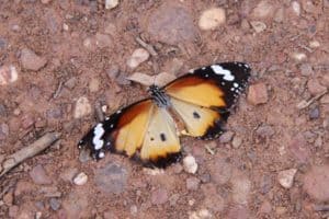 Tregole National Park butterfly