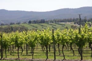 tasmania_vinyards