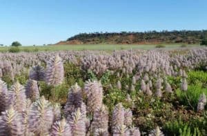 wildflowers-longreach