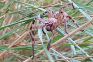 Large Wolf Spider in grass