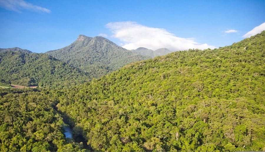 Daintree Rainforest