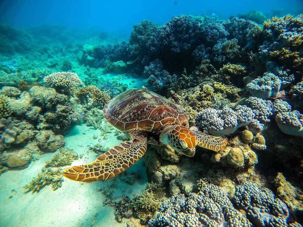 Great Barrier Reef