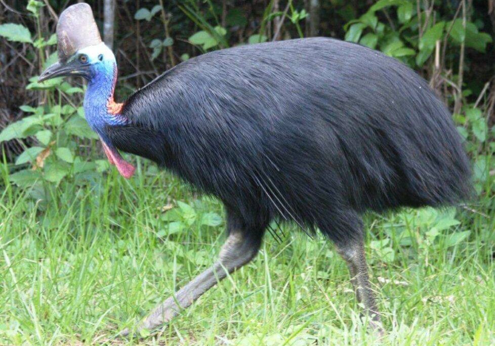 cassowary