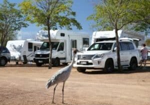 brolga