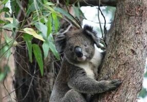 Wild koala