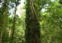 Mary-Cairncross-rainforest-trees-flora-and-fauna-e1519070158570-200x300