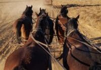 Outback Pioneers Stagecoach ride Longreach australia