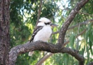 laughing Kookaburra Carnarvon Gorge